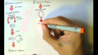 Bone Homeostasis Calcium and Phosphate Hormones [upl. by Kentigera610]