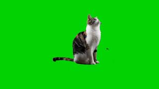 green screen cat [upl. by Christian]