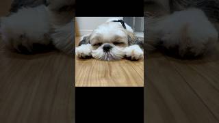 【シーズー】トリミングで疲れちゃって寝ている愛犬ご可愛い💕 dog puppy シーズー 癒し 犬のいる生活 [upl. by Mezoff]