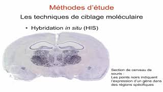 Méthodes d’études en biologie cellulaire [upl. by Asennav]