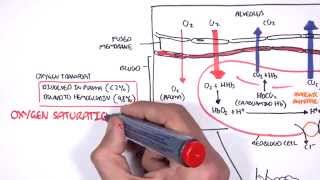 Respiration Gas Exchange [upl. by Isaak854]