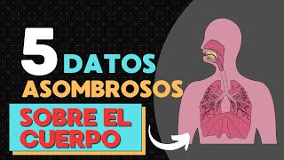 5 datos asombrosos sobre el cuerpo humano [upl. by Edora]