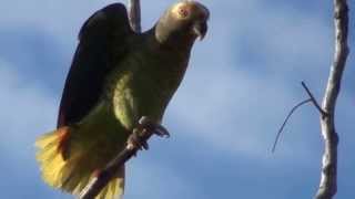 PAPAGAIOGALEGO ALIPIOPSITTA XANTHOPS YELLOWFACED PARROT PAPAGAIOCURRALEIRO [upl. by Spatola296]