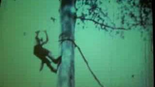 Old Tree Climbing techniques tree cutting wood chopping [upl. by Teador]