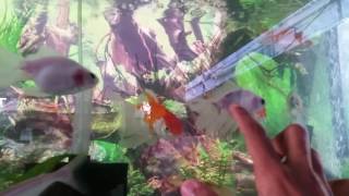 How to cure ammonia burns in a goldfish the unusual black spots [upl. by Bethel522]