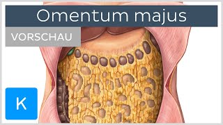 Omentum majus Anatomie und Funktion Vorschau  Kenhub [upl. by Edmund]