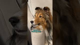 Lets get this PARTY STARTED 🎉🐶 Uh oh Subscribe on Cricket quotthe sheltiequot Chronicles e436 [upl. by Reddy]