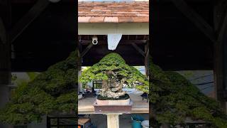 Wahong sancang shorts premnamicrophyla bonsai wahong sancangbonsai [upl. by Erminie897]