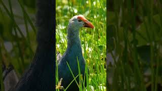 GrayHeaded Swamphen [upl. by Donaldson197]