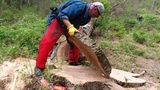 Stump Cutting [upl. by Mozelle]