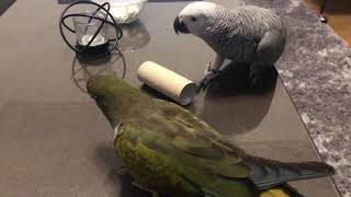 Patagonian conure and African grey playing [upl. by Ozkum688]