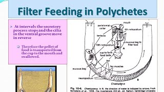 Filter feeding in polychaeta  MSc zoology 1st sem  Hindi notes [upl. by Lomaj519]