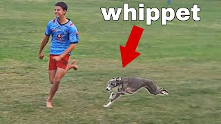 Can I outrun a Whippet nr 6 fastest dog [upl. by Nnav]