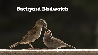 Backyard Birdwatch [upl. by Polad]