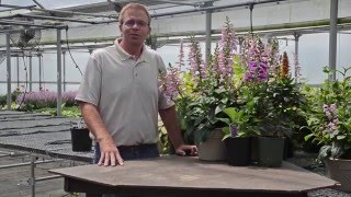 Digiplexis® Production Tips  Walters Gardens [upl. by Merv]