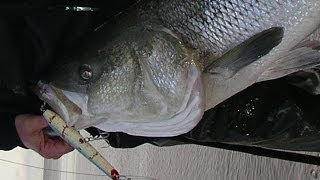 Striped Bass Fishing with Plugs  Gibbs Pencil Poppers [upl. by Zola]