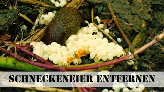 Schneckeneier entfernen [upl. by Bolten]