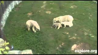 Polar bear cubs defend their mother [upl. by Rocco]