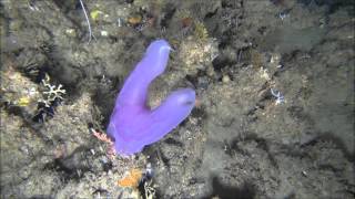 DSTNRF ACEP Spatial Solutions Project Benthic ctenophore feeding [upl. by Heddie]