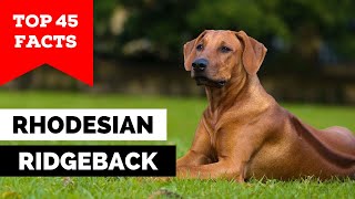 99 of Rhodesian Ridgeback Owners Dont Know This [upl. by Gnut]