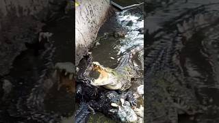 crocodiles eating food in pond [upl. by Derick]