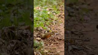 Zorzal colorado Turdus rufiventris – Selva Iryapú – Buscado Fauna Short [upl. by Arand]