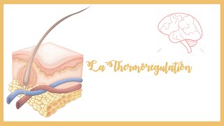 La thermorégulation Thermogenèse et thermolysePhysiologie [upl. by Einna]