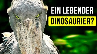 6 prähistorische Tiere die heute noch leben [upl. by Leahcin8]