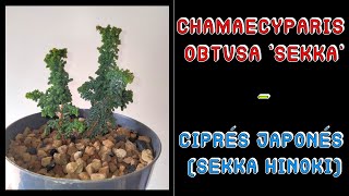 Chamaecyparis Obtusa sekka  Ciprés Japonés  Sekka Hinoki [upl. by Redford]