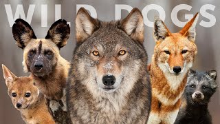 All 15 Species of Wild Dog Wolves Jackals amp Dogs [upl. by Warren174]