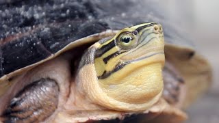 very funny shy turtle comes out of shell [upl. by Gelman]