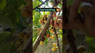 💥Fresh figs harvesting💥from tree💥shorts shortsfeed reels youtubeshortsnature viralshortsvideo [upl. by Rosalie]