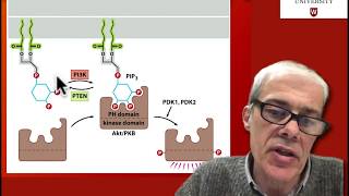 46 Downstream signalling from Ras PI3K pathway [upl. by Elena]