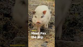 Picasso the dog and Pax the pig are a match made in heaven  Smithsonian Channel Shorts [upl. by Isaacs]