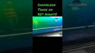 EPIC TAHOE COLOR SHIFT ON 30quotASANTIStahoeasantiwetpaintslab30ssuvtrucklikesharesubscribe [upl. by Amalia]