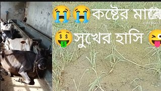 কষ্টের মাজে সুখের হাসি ll koster mateshwari ll Helal Krishi কৃষিখামার [upl. by Megan620]