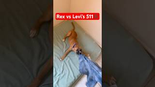 Rex vs Levi’s 511 levis jeans dog fashion [upl. by Neyud]