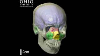 WitmerLab Human brain and paranasal sinuses  Yaw [upl. by Ellehcor]