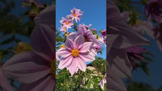 Preciosas dalia catalina Dahlia imperialis 😍🇯🇵🌸shortsyoutube shorts [upl. by Honeyman633]