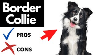 Border Collie Pros And Cons SHOCKING [upl. by Nosiddam637]