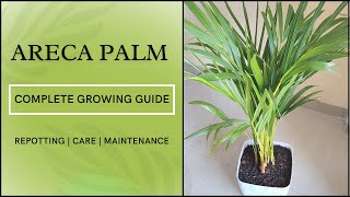 Areca Palm Complete Growing Guide  Complete Maintenance amp Care of Areca Palm  Repotting arecapalm [upl. by Ihtak]