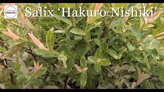 Salix Hakuro Nishiki Dappled WillowSpectacular⚡Color EyeCatching Easy to Grow Shrub [upl. by Viehmann]