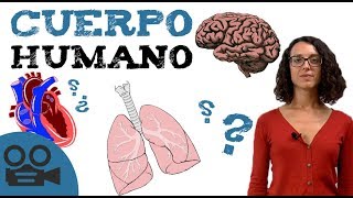 Sistemas de cuerpo HUMANO  Órganos del cuerpo [upl. by Lupee]