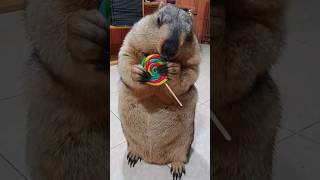 Marmot breaks rainbow candy [upl. by Anuhsal]