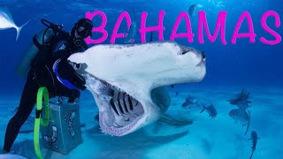 Bimini Hammerhead Sharks  Panasonic Lumix GH5 [upl. by Sofie]