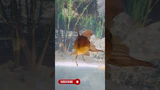 Oranda Goldfish Tank AquariumLoversPuneShirts [upl. by Hanforrd]