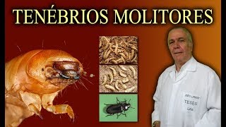 Tenébrios Molitores Comuns e Gigantes [upl. by Anauq]