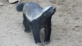 Honey Badgers Zoo Praha [upl. by Kalli]