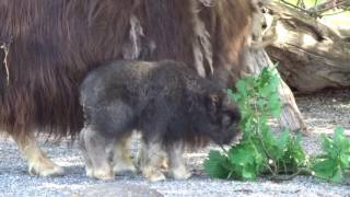 Jungtier Moschusochse  Tierpark Bern [upl. by Baryram]