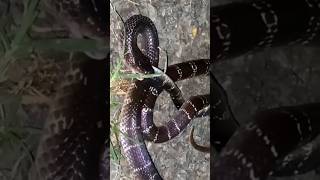 king cobra eating another snake 🐍 shorts cobra wildlife trending kingcobra snake vlog [upl. by Nasah587]